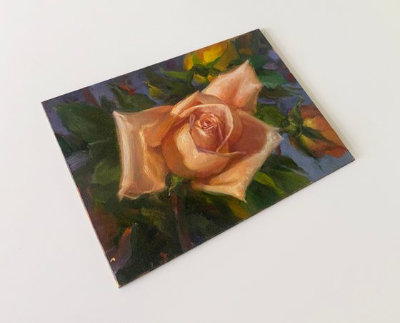 Peach Rose Original Oil Painting
