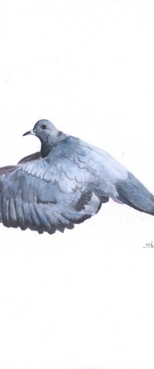 Common Pigeon by Shweta  Mahajan