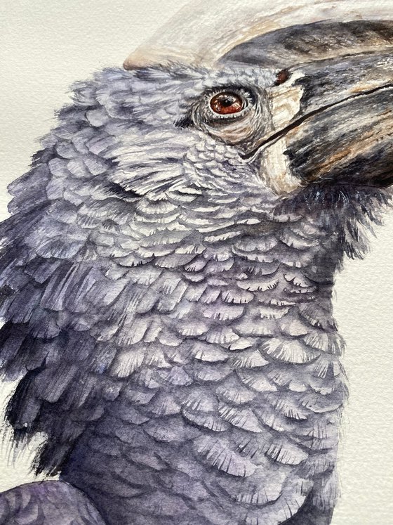 Silvery-cheeked Hornbill