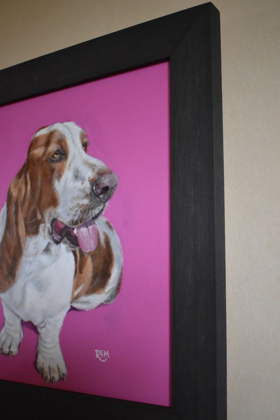 'Basset Hound'