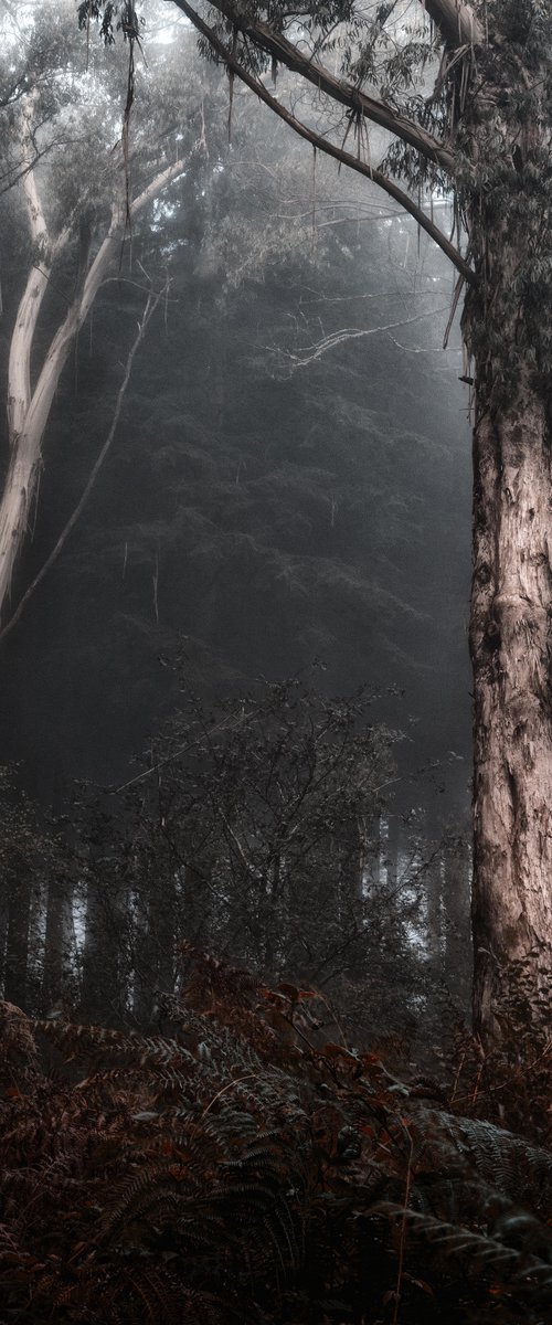 Misty Eucalyptus by Paul Nash