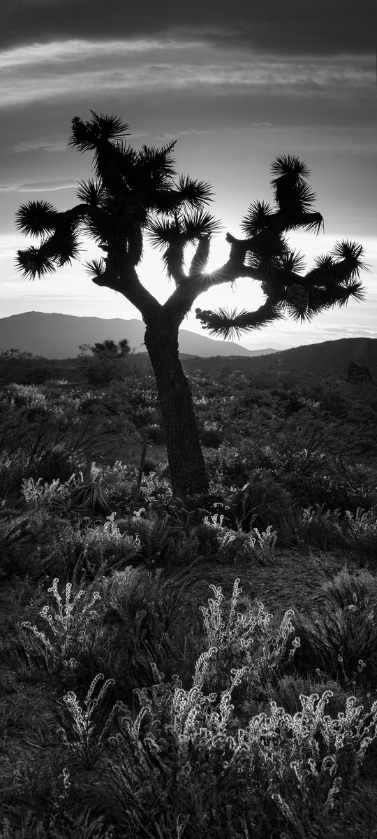 Photorealistic Landscape Photograph By Nick Psomiadis, 24 X 52", Joshua Tree, Original Artwork