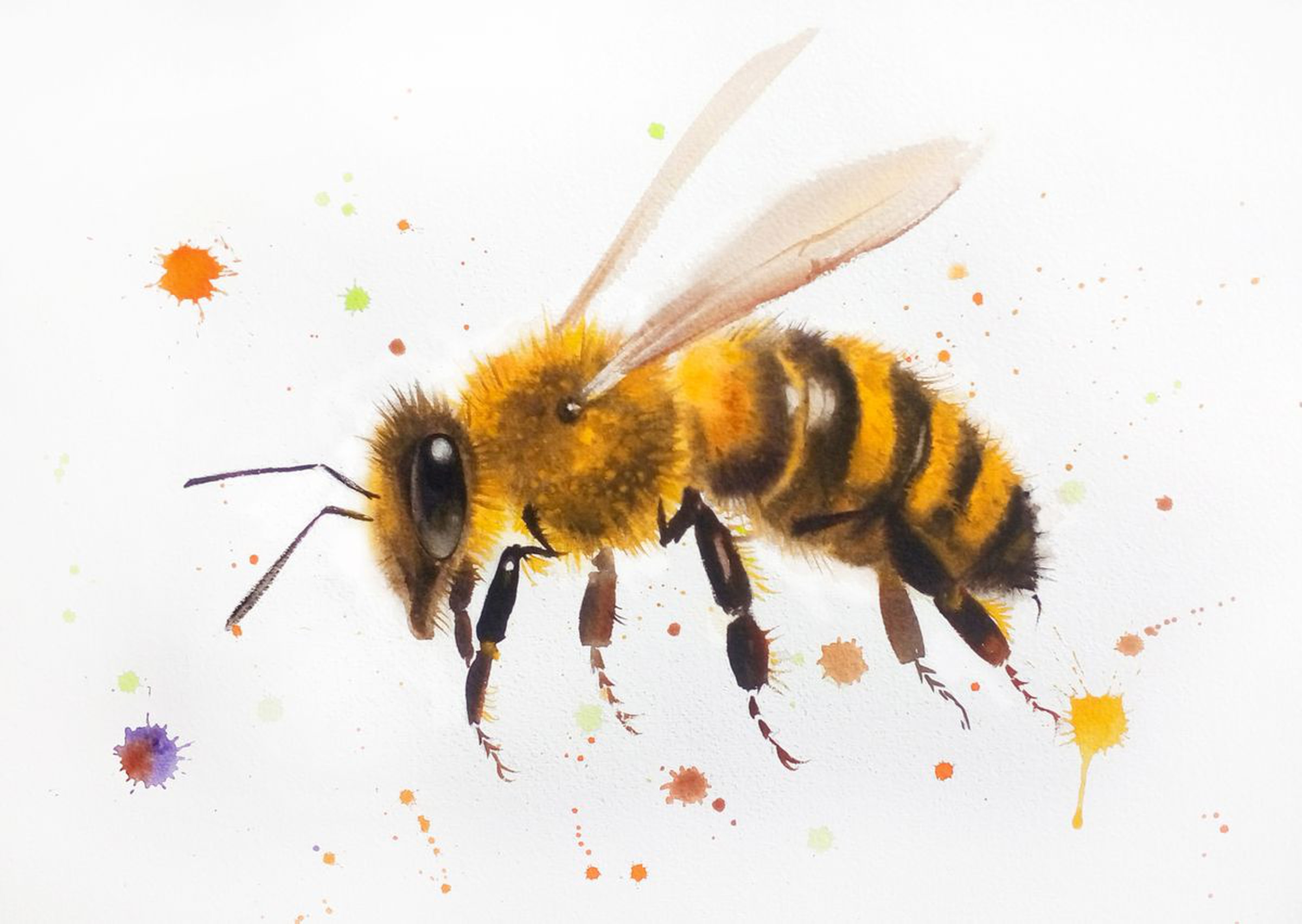 Bee Bee Watercolor Painting Bumble Bee Ho Artfinder