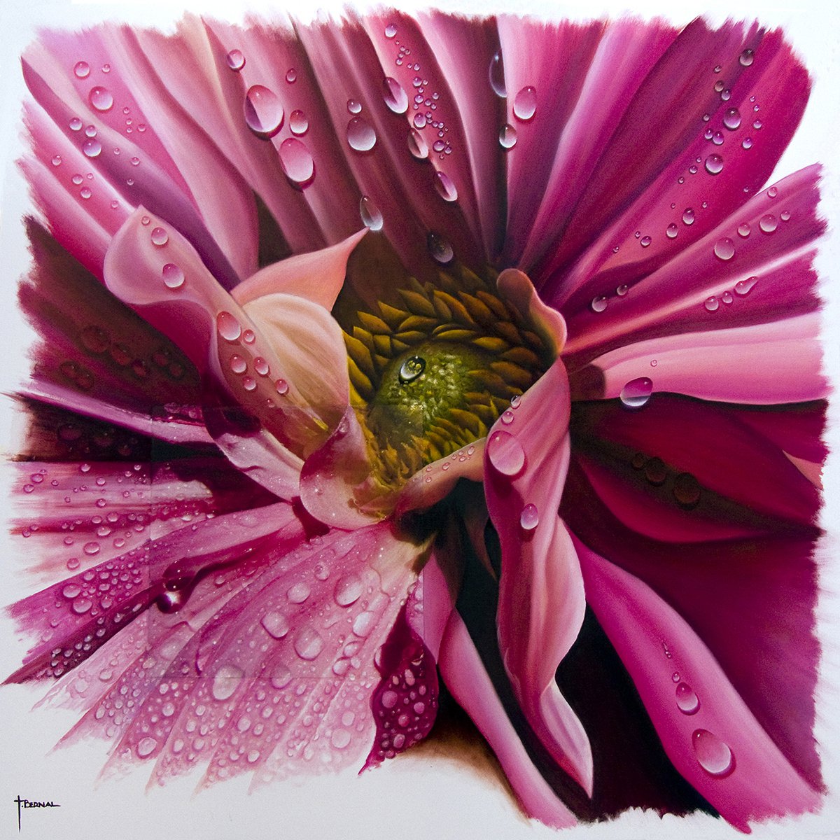 Photorealistic Botanical Oil Painting By Juan Bernal, 40 X 40", Pink Dahlia With Dew, Original Artwork