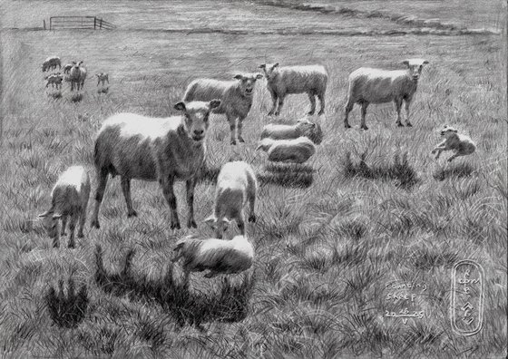 Counting Sheep – 26-05-25