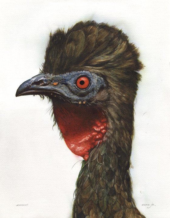 BIRD CCXXVII - Crested guan