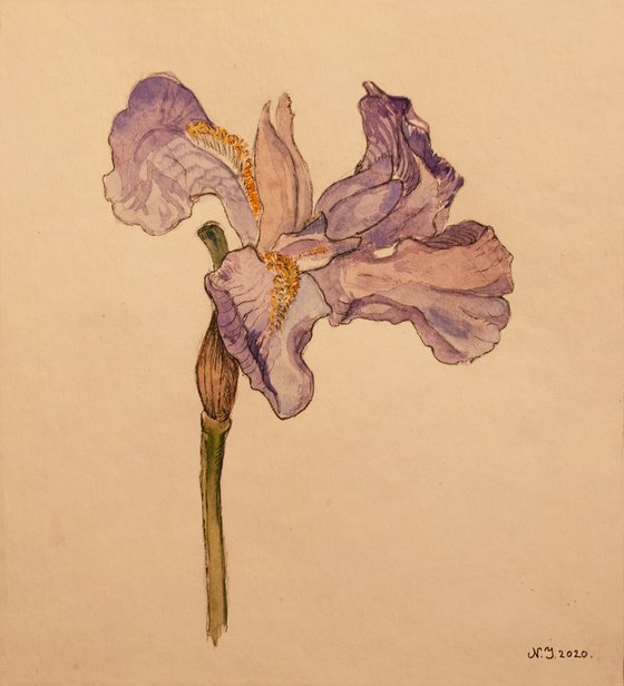 Iris II
