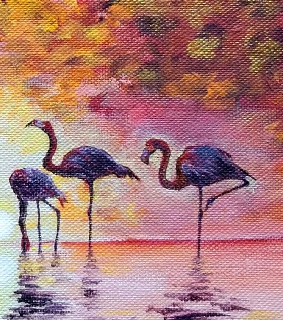 African flamingos at sunrise