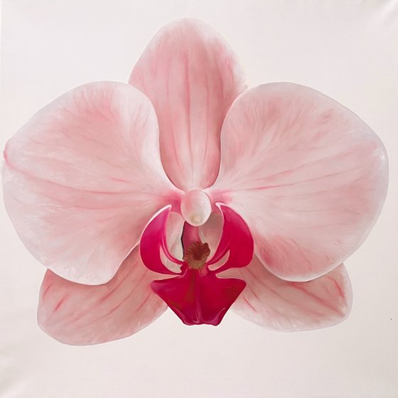 Orchid Pink