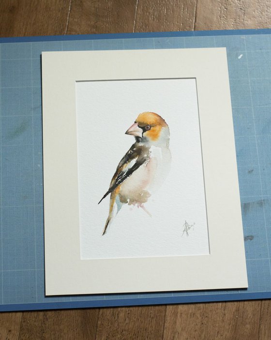 Hawfinch (Coccothraustes coccothraustes)