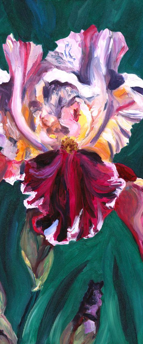 "Latin Lover" Bearded Iris by Christina M Plichta