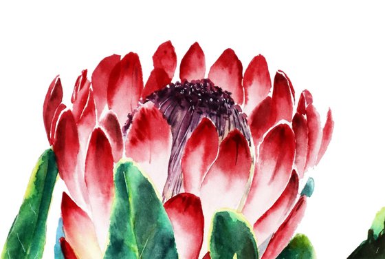 Pink Protea Flower in Watercolor - ORIGINAL Painting Ready to Ship
