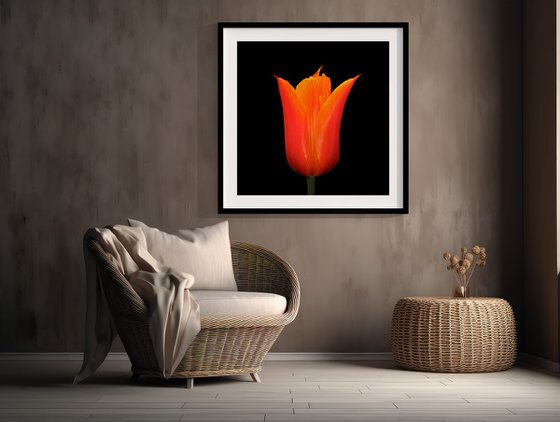 A Tulip Kiss