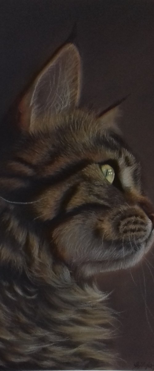 Majestic Maine Coon by Silvia Frei