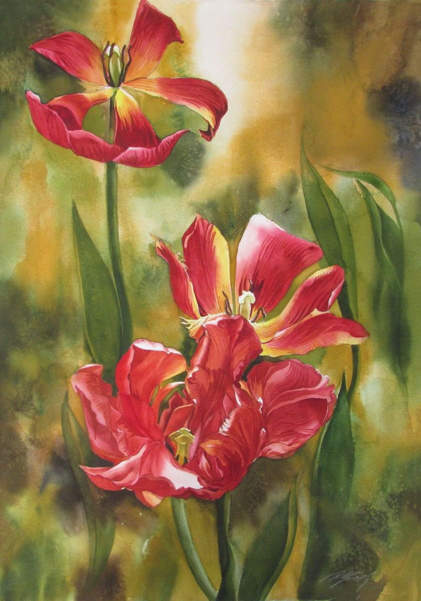 Red Red Tulips by Alfred  Ng