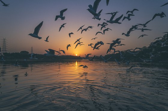 Seagull migration in Yamuna Ghat River