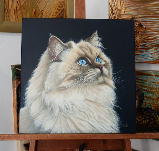 Gaze Into the Infinite — Siamese Cat Portrait
