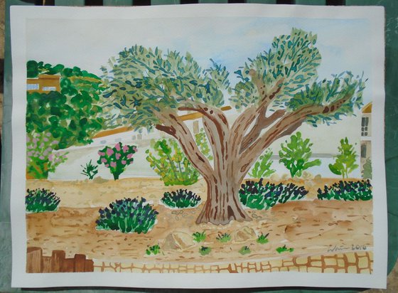 Olive tree in  Spanish Garden I