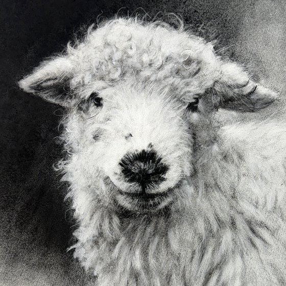 Sheep 3