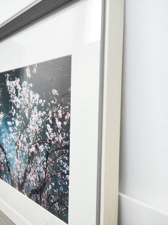 (FRAMED) Sakura Season II