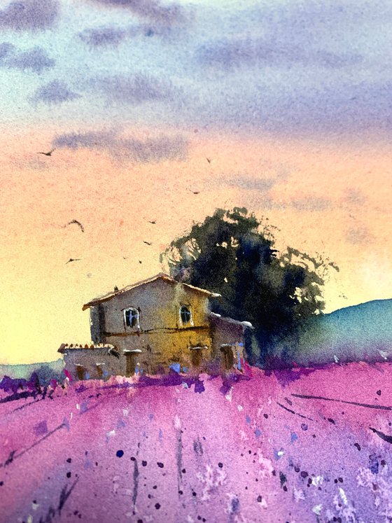 lavender field #3