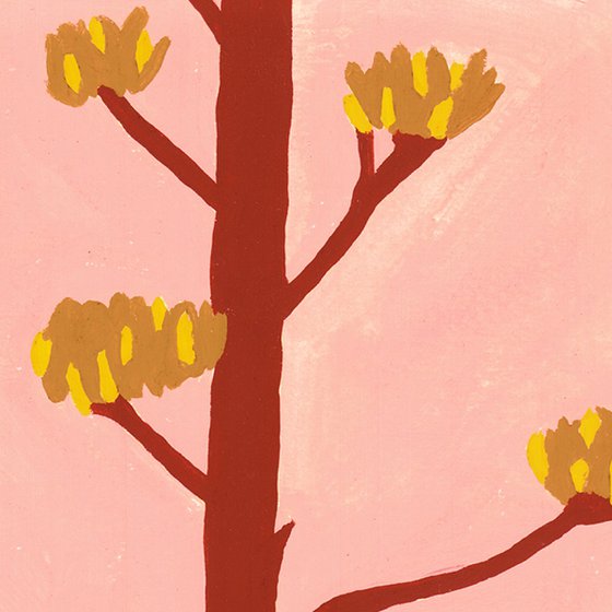 Agave