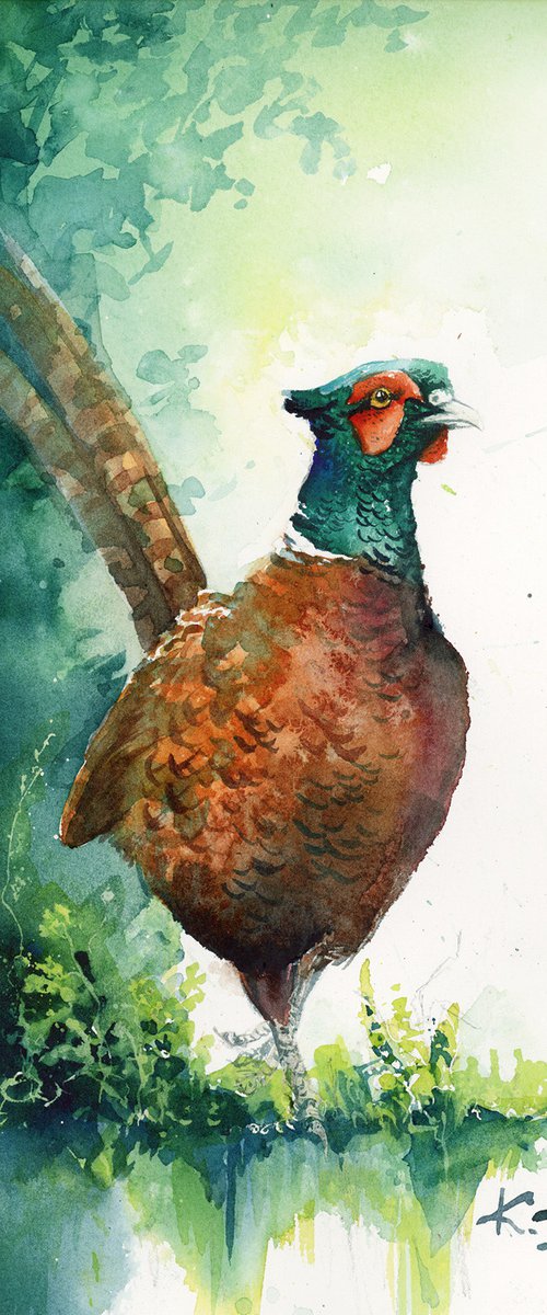 Pheasant, wildlife, birds watercolours by Karolina Kijak