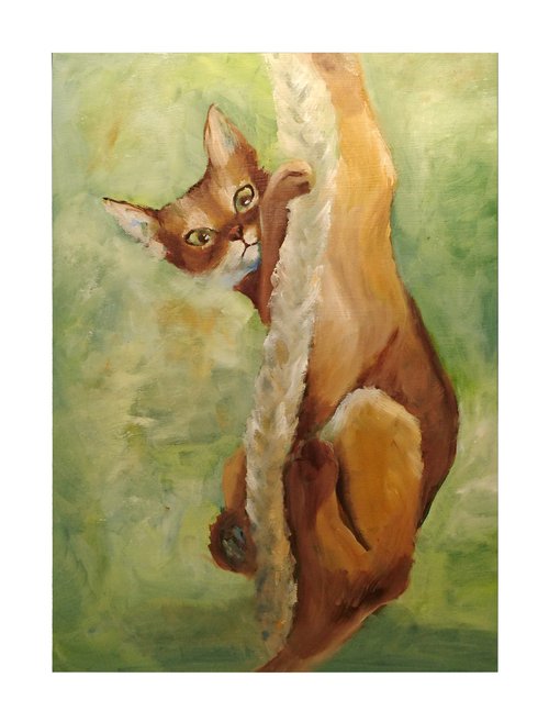 Cat hanging on rope by Susana Zarate