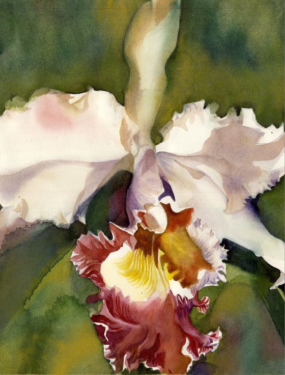 Cattleya orchid with green