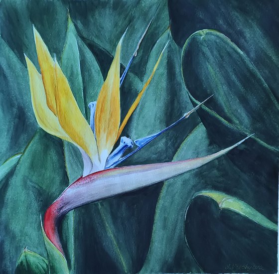 Bird of paradise. Yellow flower watercolor painting by Svetlana Vorobyeva