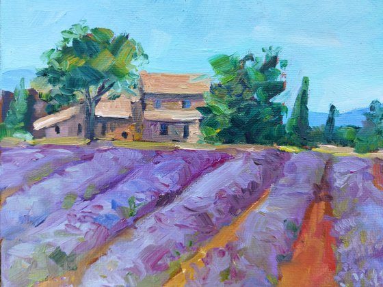 French Lavender Fields