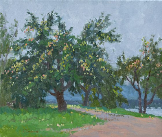 Apple trees on the coast