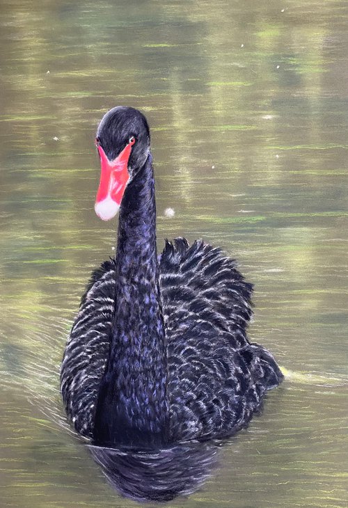 Black swan by Maxine Taylor