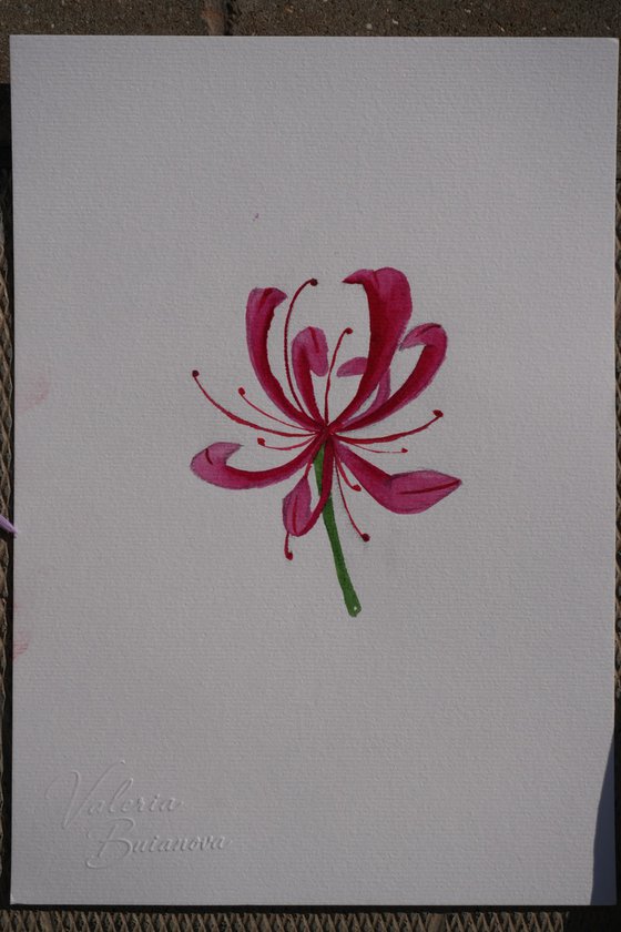 Pink Nerine