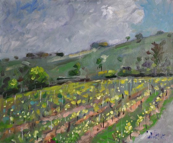 Vineyard in West Sussex.