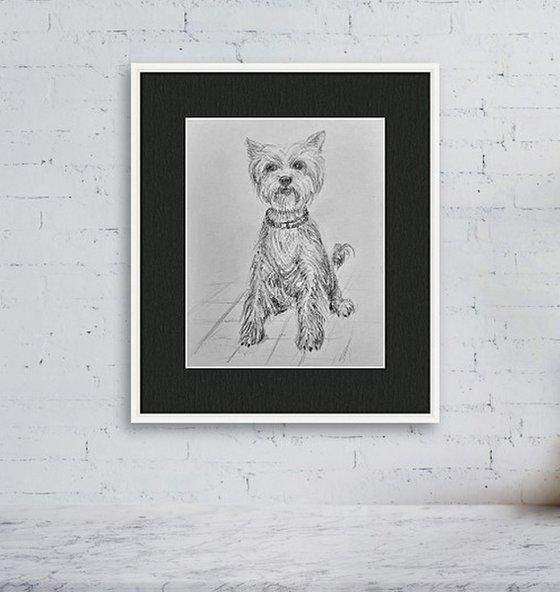 Yorkshire Terrier Pet Dog sketch