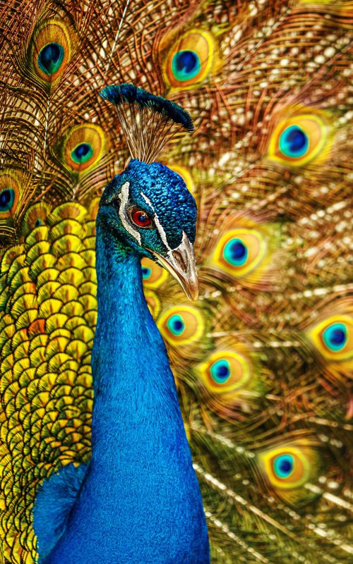 Peacock by Lidiya Dmitrieva