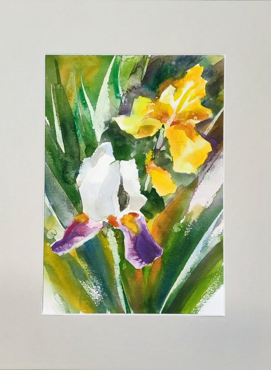 Purple White and Yellow Irises