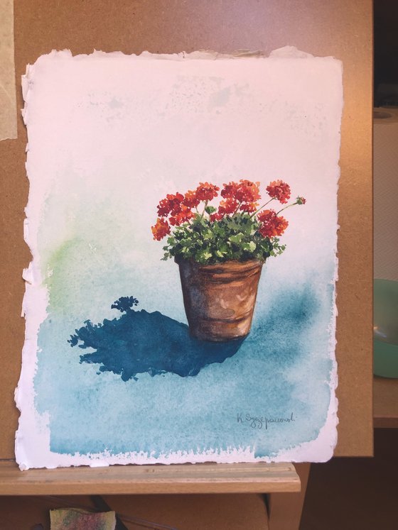 A pot of Geraniums