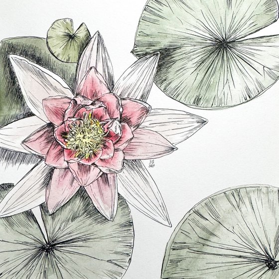 Water lily (DIPTYCH)