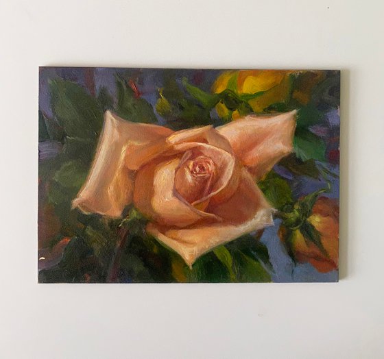 Peach Rose Original Oil Painting