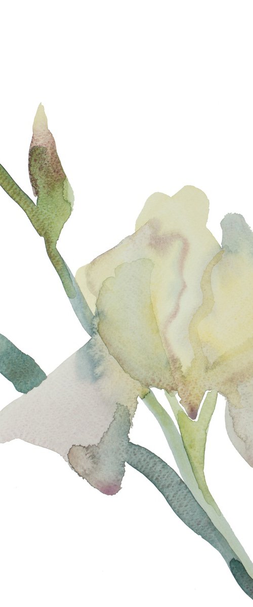 Iris No. 190 by Elizabeth Becker