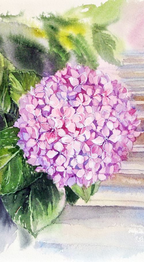 A Hydrangea from Grimaud by Ksenia Astakhova