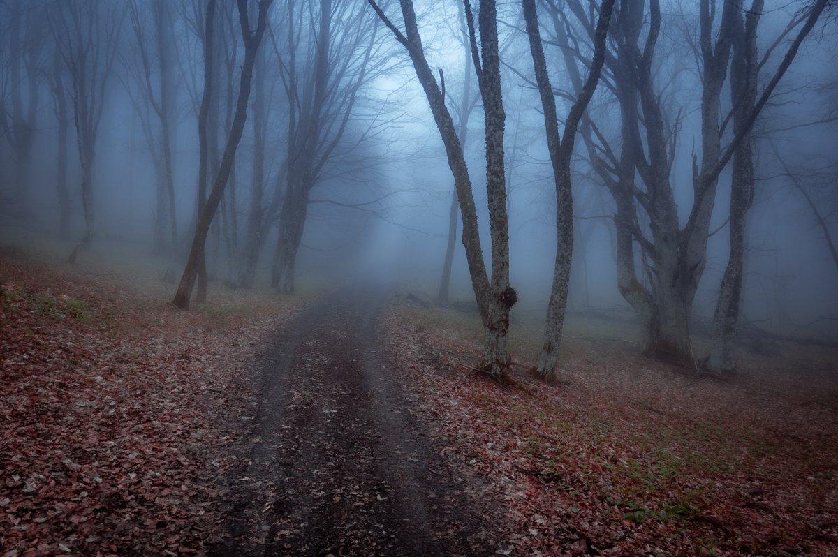 Mystery Trail by Vlad Durniev