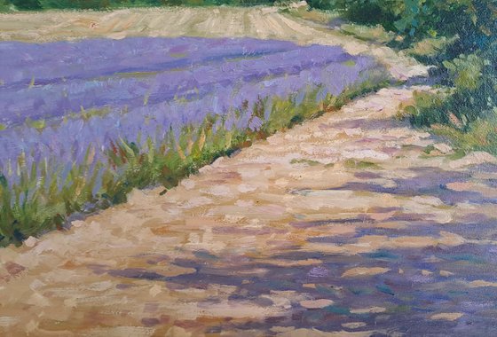 Lavander fields in Provence