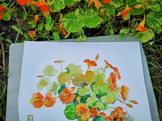 Nasturtium