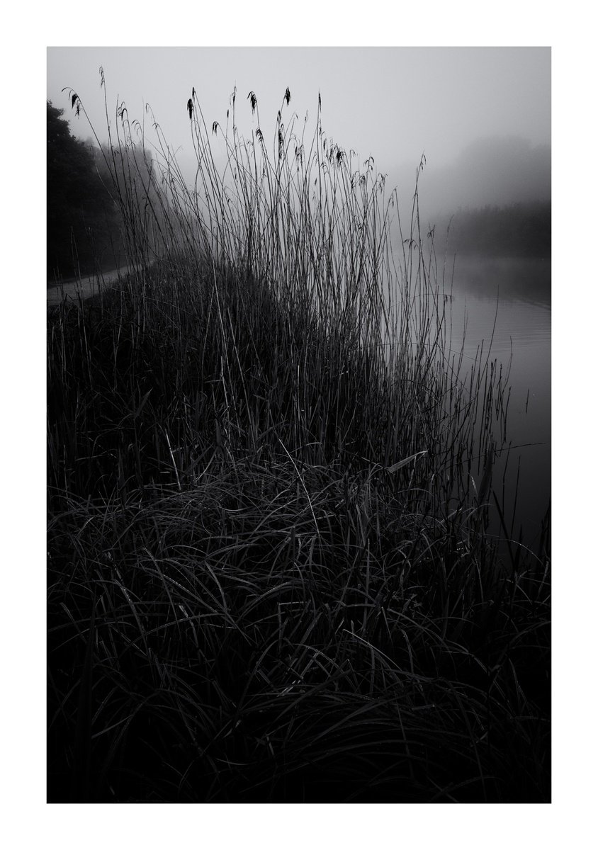 Reeds II by David Baker