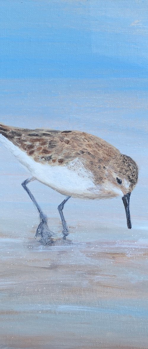 Young Sandpiper At The Beach by Laure Bury