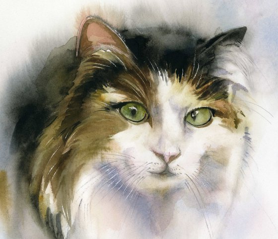 cat in focus