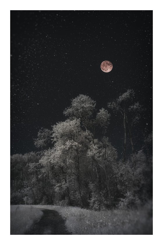 Trees and Moonlit Path- 24x36"